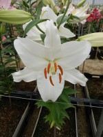 [4497 PO85 Iceking No02.JPG]